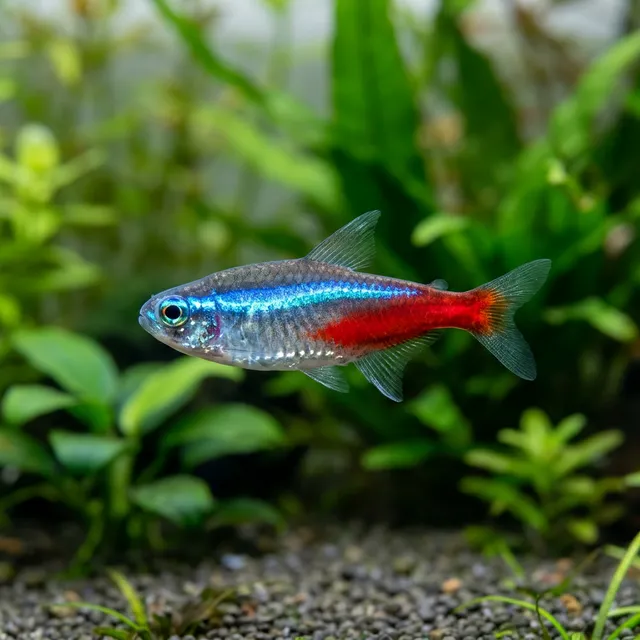 Neon Tetra